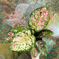 Aglaonema 'Jazzy Red' - Chinese Evergreen - Sprouts of Bristol