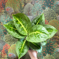 Aglaonema ‘Lemon Mint' - Chinese Evergreen - Sprouts of Bristol