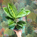 Aglaonema ‘Lemon Mint' - Chinese Evergreen - Sprouts of Bristol