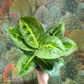 Aglaonema ‘Lemon Mint' - Chinese Evergreen - Sprouts of Bristol