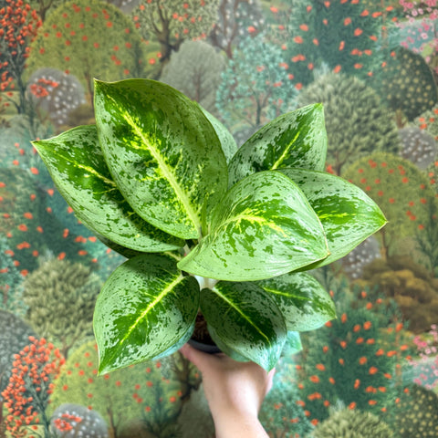 Aglaonema ‘Lemon Mint' - Chinese Evergreen - Sprouts of Bristol