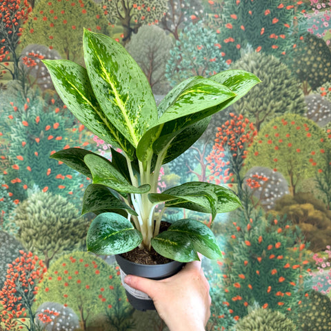 Aglaonema ‘Lemon Mint' - Chinese Evergreen - Sprouts of Bristol