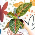 Aglaonema 'Lychee Red' - Chinese Evergreen - Sprouts of Bristol