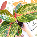 Aglaonema 'Lychee Red' - Chinese Evergreen - Sprouts of Bristol