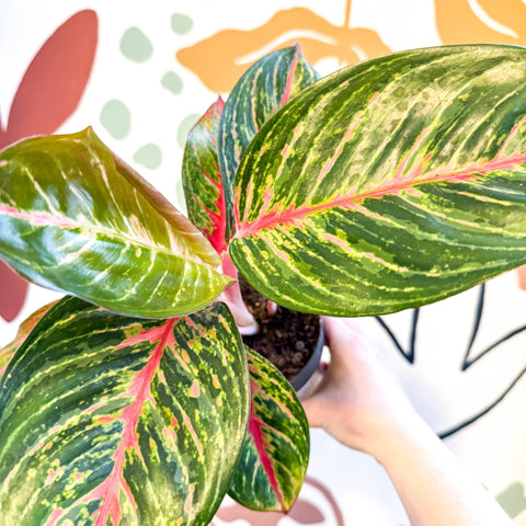 Aglaonema 'Lychee Red' - Chinese Evergreen - Sprouts of Bristol