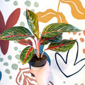 Aglaonema 'Lychee Red' - Chinese Evergreen - Sprouts of Bristol