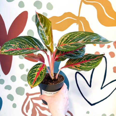 Aglaonema 'Lychee Red' - Chinese Evergreen - Sprouts of Bristol