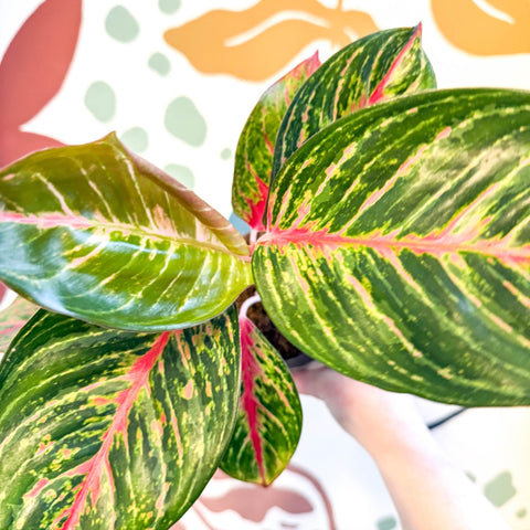 Aglaonema 'Lychee Red' - Chinese Evergreen - Sprouts of Bristol