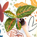 Aglaonema 'Lychee Red' - Chinese Evergreen - Sprouts of Bristol