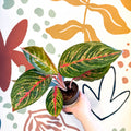 Aglaonema 'Lychee Red' - Chinese Evergreen - Sprouts of Bristol