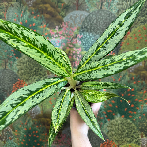 Aglaonema ‘Matcha Lemon' - Chinese Evergreen - Sprouts of Bristol