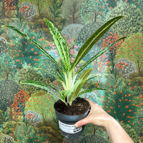 Aglaonema ‘Matcha Lemon' - Chinese Evergreen - Sprouts of Bristol
