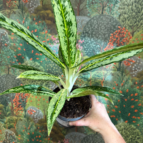 Aglaonema ‘Matcha Lemon' - Chinese Evergreen - Sprouts of Bristol