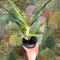 Aglaonema ‘Matcha Lemon' - Chinese Evergreen - Sprouts of Bristol