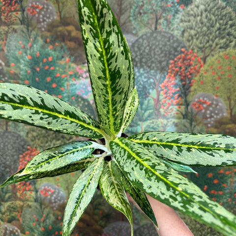 Aglaonema ‘Matcha Lemon' - Chinese Evergreen - Sprouts of Bristol