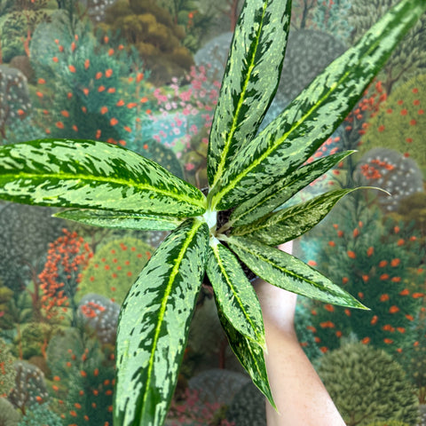 Aglaonema ‘Matcha Lemon' - Chinese Evergreen - Sprouts of Bristol