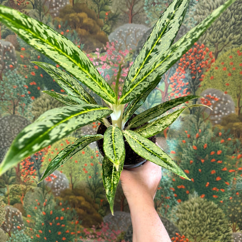 Aglaonema ‘Matcha Lemon' - Chinese Evergreen - Sprouts of Bristol