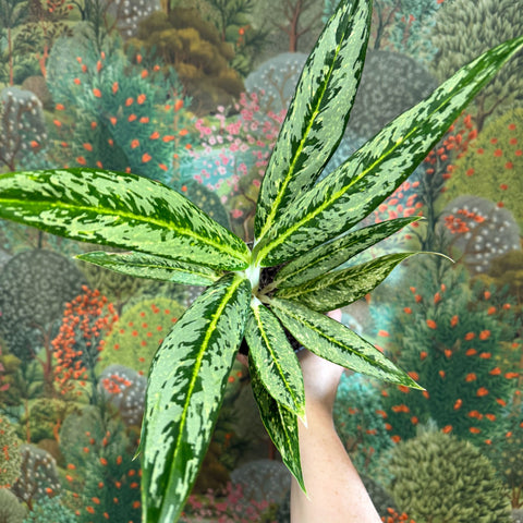 Aglaonema ‘Matcha Lemon' - Chinese Evergreen - Sprouts of Bristol