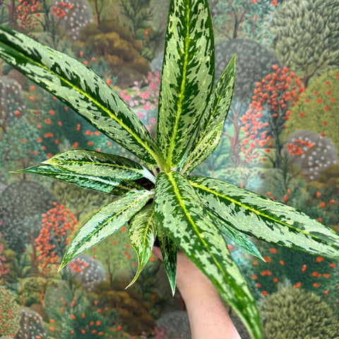 Aglaonema ‘Matcha Lemon' - Chinese Evergreen - Sprouts of Bristol