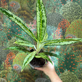 Aglaonema ‘Matcha Lemon' - Chinese Evergreen - Sprouts of Bristol