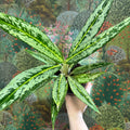 Aglaonema ‘Matcha Lemon' - Chinese Evergreen - Sprouts of Bristol