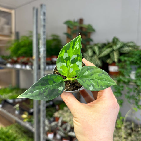 Aglaonema pictum ‘Tricolour’ - Camouflage Plant - Sprouts of Bristol