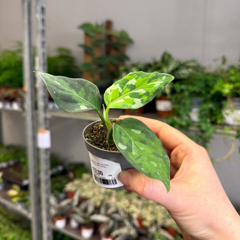Aglaonema pictum ‘Tricolour’ - Camouflage Plant - Sprouts of Bristol