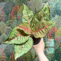 Aglaonema ‘Pistachio Pink’ – Chinese Evergreen - Sprouts of Bristol