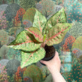 Aglaonema ‘Pistachio Pink’ – Chinese Evergreen - Sprouts of Bristol