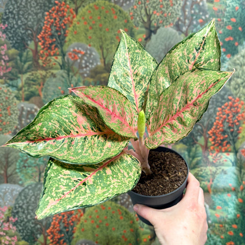 Aglaonema ‘Pistachio Pink’ – Chinese Evergreen - Sprouts of Bristol