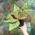 Aglaonema ‘Pistachio Pink’ – Chinese Evergreen - Sprouts of Bristol