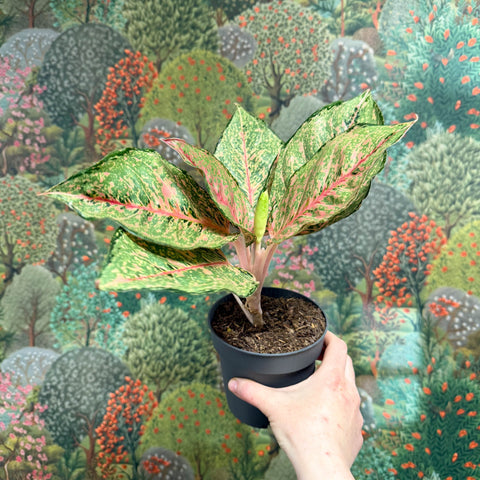 Aglaonema ‘Pistachio Pink’ – Chinese Evergreen - Sprouts of Bristol