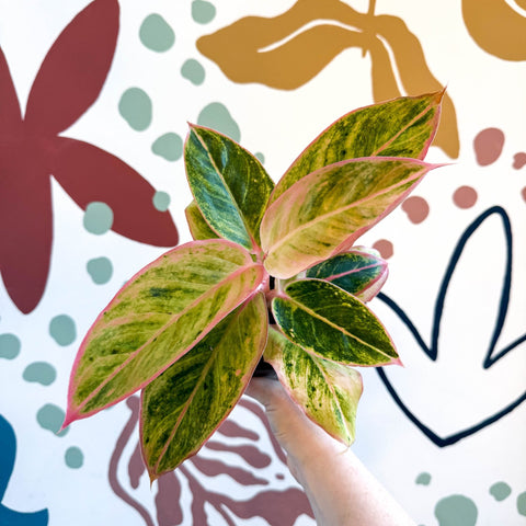 Aglaonema 'Salmon Fantasy' - Chinese Evergreen - Sprouts of Bristol