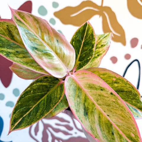 Aglaonema 'Salmon Fantasy' - Chinese Evergreen - Sprouts of Bristol
