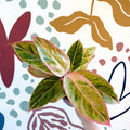 Aglaonema 'Salmon Fantasy' - Chinese Evergreen - Sprouts of Bristol