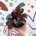 Ajuga reptans 'Braunherz' - British Grown - Sprouts of Bristol
