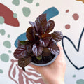Ajuga reptans 'Braunherz' - British Grown - Sprouts of Bristol