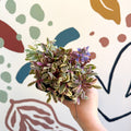 Ajuga reptans 'Golden Beauty' - British Grown - Sprouts of Bristol