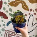 Alchemilla mollis ‘Irish Silk’ - Lady's Mantle - British Grown Herbaceous Perennial - Sprouts of Bristol