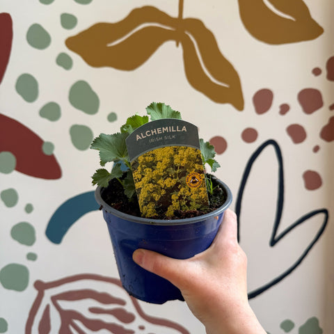 Alchemilla mollis ‘Irish Silk’ - Lady's Mantle - British Grown Herbaceous Perennial - Sprouts of Bristol