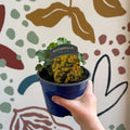 Alchemilla mollis ‘Irish Silk’ - Lady's Mantle - British Grown Herbaceous Perennial - Sprouts of Bristol