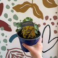 Alchemilla mollis ‘Irish Silk’ - Lady's Mantle - British Grown Herbaceous Perennial - Sprouts of Bristol