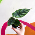 Alocasia baginda 'Dragon Scale' - Sprouts of Bristol