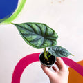 Alocasia baginda 'Dragon Scale' - Sprouts of Bristol