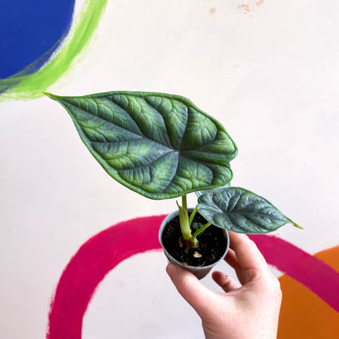 Alocasia baginda 'Dragon Scale' - Sprouts of Bristol