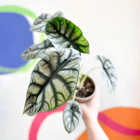 Alocasia baginda 'Silver Dragon' - Sprouts of Bristol