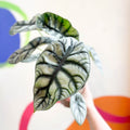 Alocasia baginda 'Silver Dragon' - Sprouts of Bristol