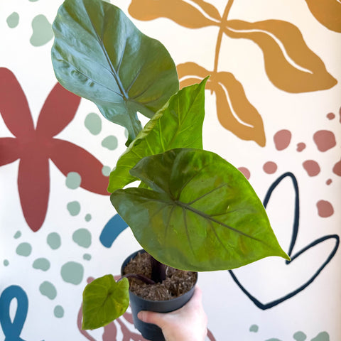 Alocasia ‘Black Cobra’ – Black Jewel Elephant Ear - Sprouts of Bristol
