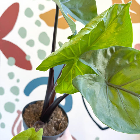 Alocasia ‘Black Cobra’ – Black Jewel Elephant Ear - Sprouts of Bristol