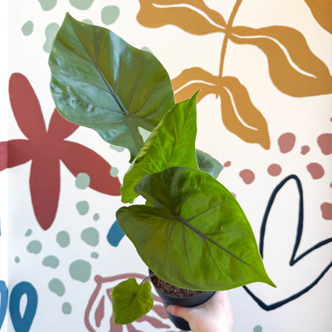 Alocasia ‘Black Cobra’ – Black Jewel Elephant Ear - Sprouts of Bristol